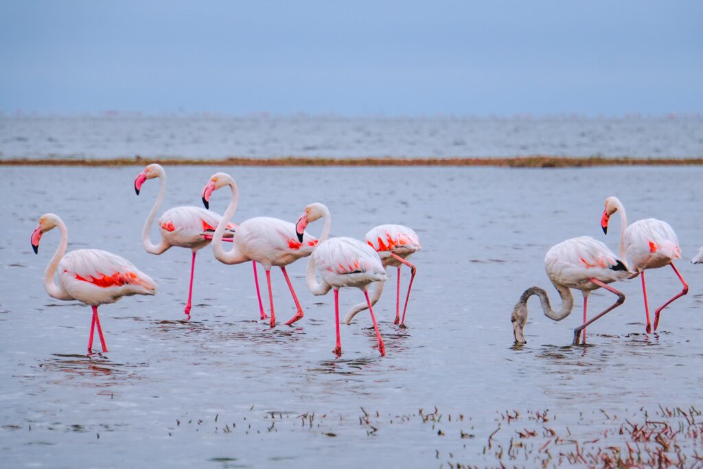 Flamingos auf Salzsee Nordzypern Homes